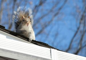 a squirrel perched on the top of a roof on a bright day