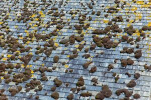 photo of roof covered with moss